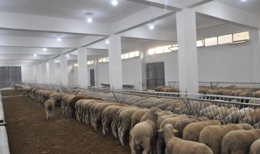 Çelik Adak Çiftlik Yatırım Planı