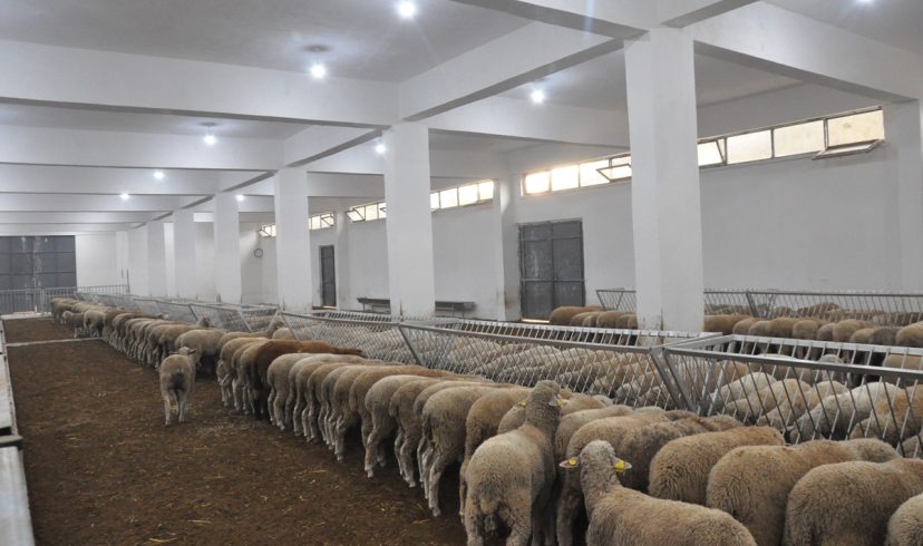 Çelik Adak Çiftlik Yatırım Planı