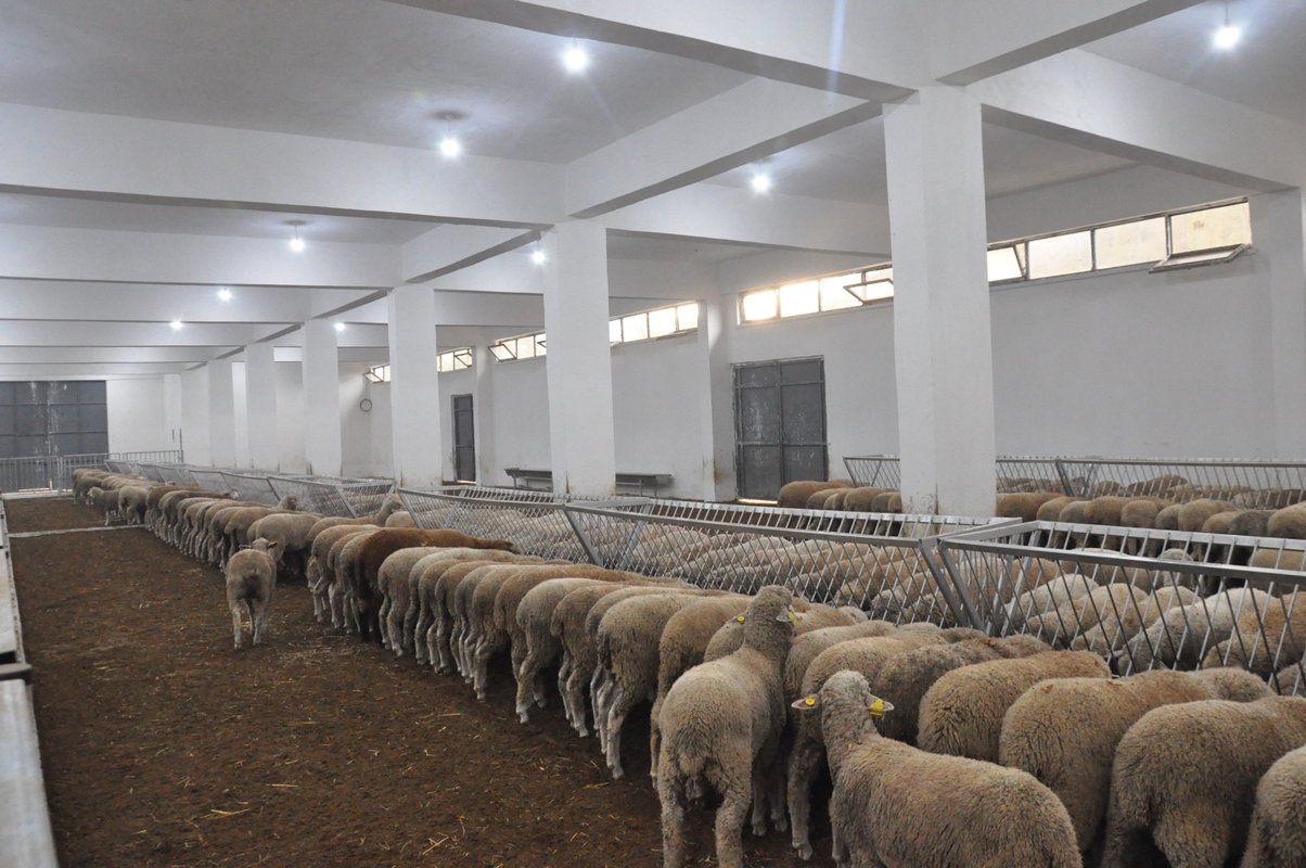 Çelik Adak Çiftlik Yatırım Planı